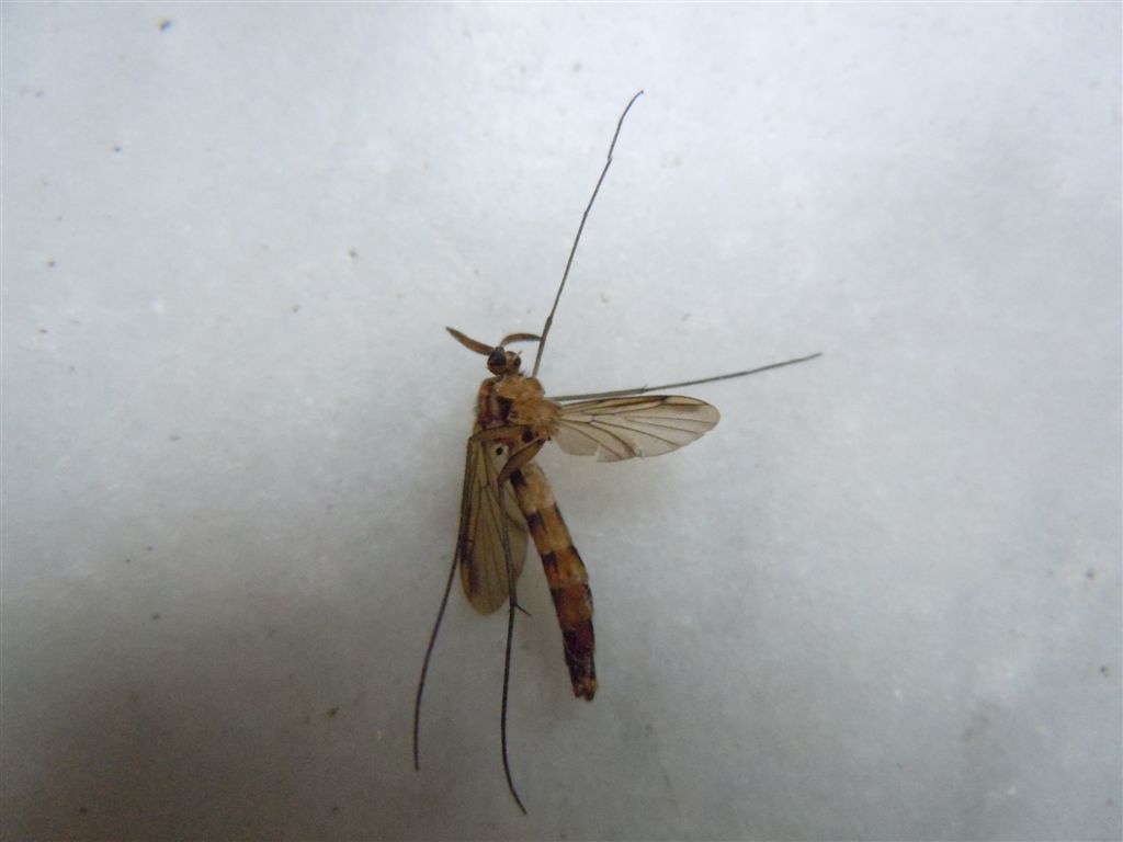 Strana zanzara: Keroplatus testaceus (Keroplatidae)